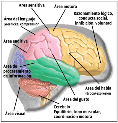 http://reikiadomicilio.com/category/nuestro-cerebro/